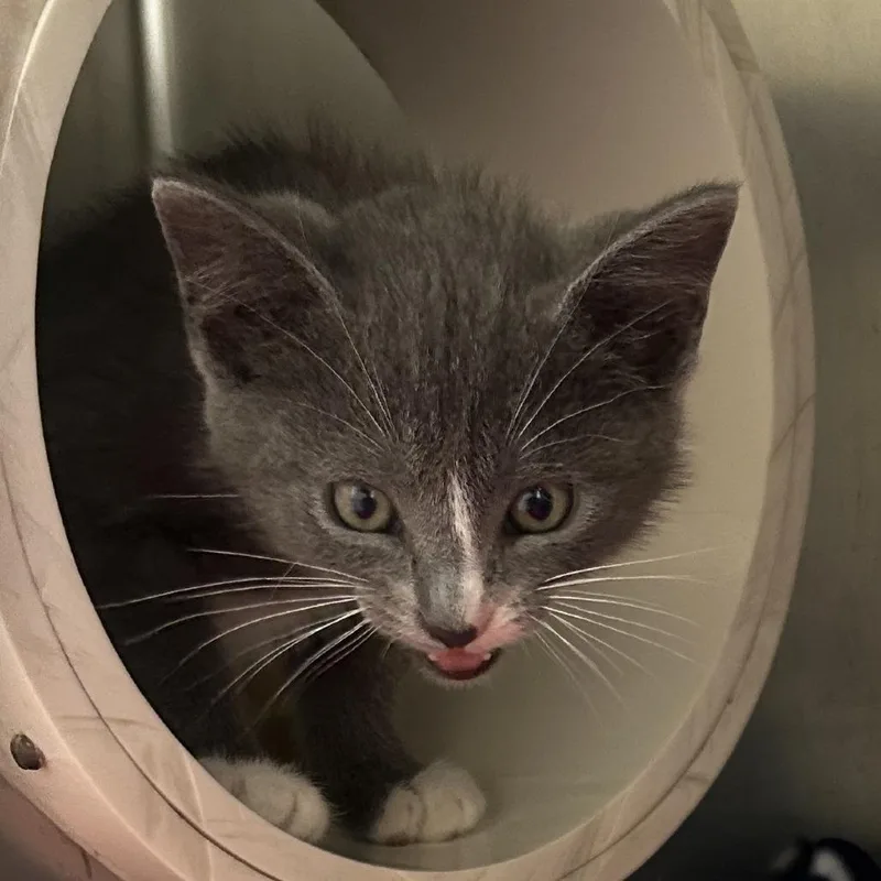 A baby small-sized male Domestic Short Hair cat named Spiderman for adoption in Delaware, OH