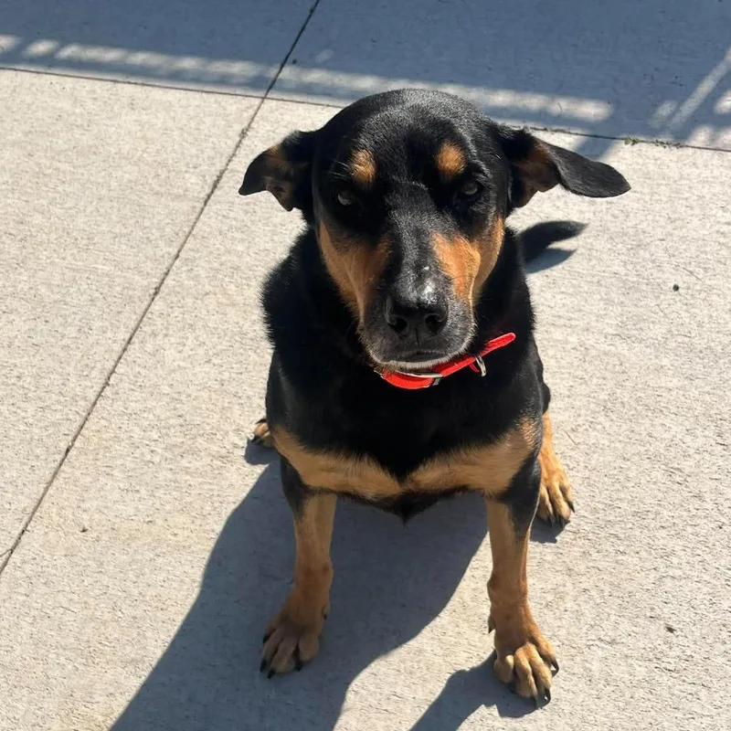 An adult large-sized male Black Australian Kelpie dog named Bob for adoption in Monticello, IA