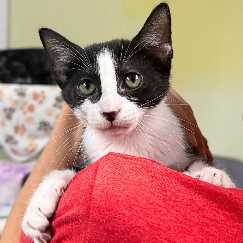A baby medium-sized female Domestic Short Hair cat named Bee Bop for adoption in Saint Petersburg, FL