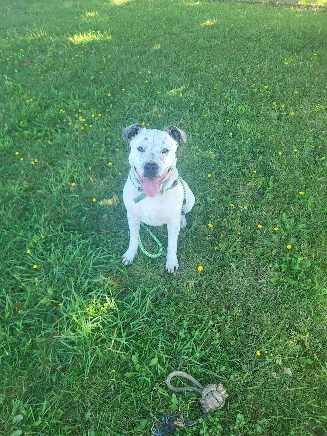 An adult large-sized male White Mixed Breed dog named Hulk for adoption