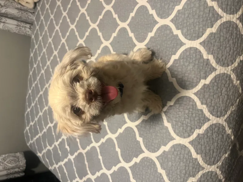 A senior small-sized male Tan Maltese dog named Bear for adoption