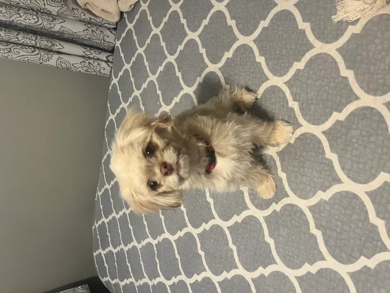 A baby small-sized female Tan Maltese dog named Diamond for adoption