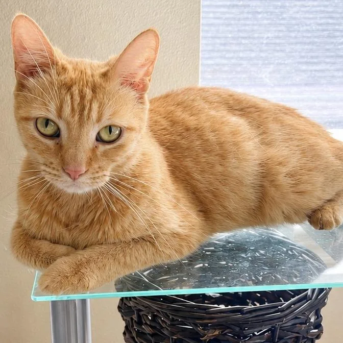 A young small-sized female Orange / Red Domestic Short Hair cat named Heather for adoption in Houston, TX