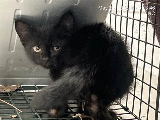 A baby small-sized female Domestic Short Hair cat named Sabrina for adoption in Ocala, FL