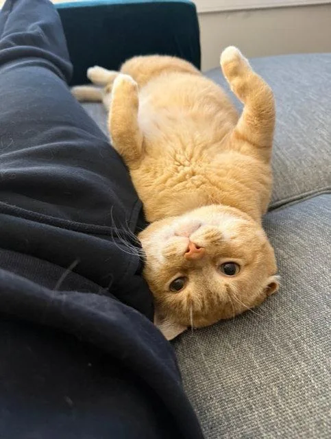 An adult medium-sized male Orange / Red Domestic Short Hair cat named Alfred  Fiv+ for adoption in Reston, VA