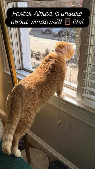 Alfred  Fiv+ thumbnail 2