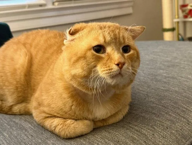 Alfred  Fiv+ thumbnail 3