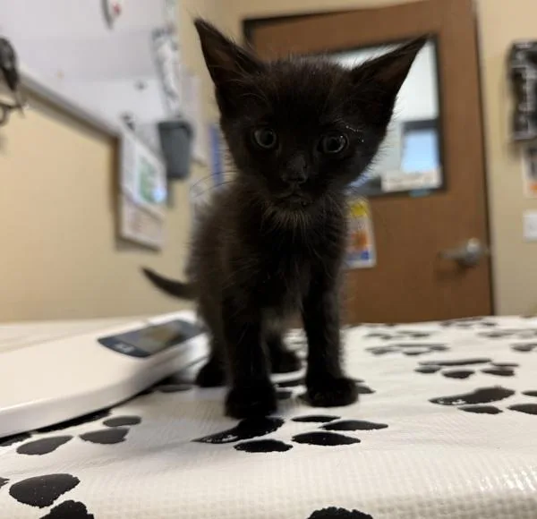 A baby small-sized male Domestic Short Hair cat named Jasper for adoption in Oceanside, CA
