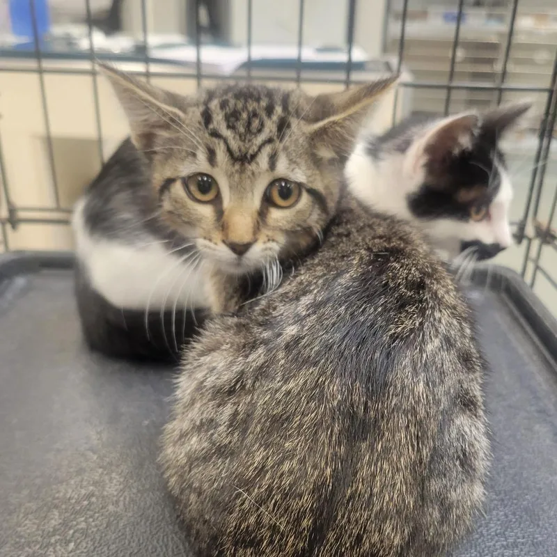 A baby small-sized female Brown / Chocolate Domestic Short Hair cat named Bestie Vibes for adoption in Westminster, CA