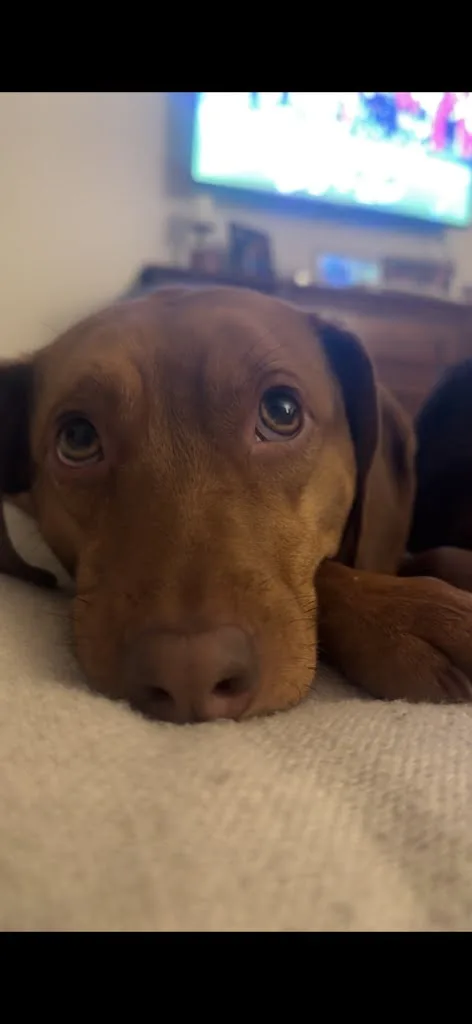 Daisy thumbnail 2