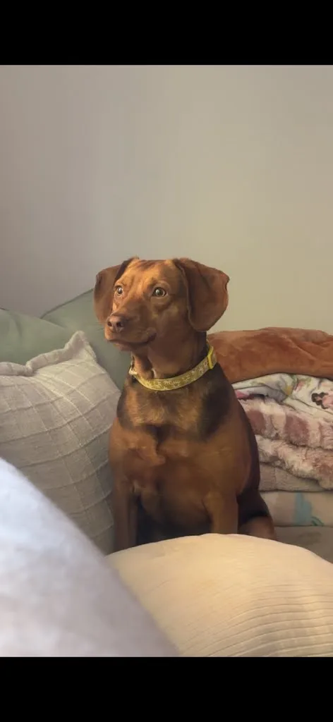 Daisy