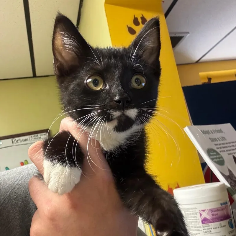 A baby small-sized male Black Domestic Short Hair cat named Tiger for adoption in Corbin, KY