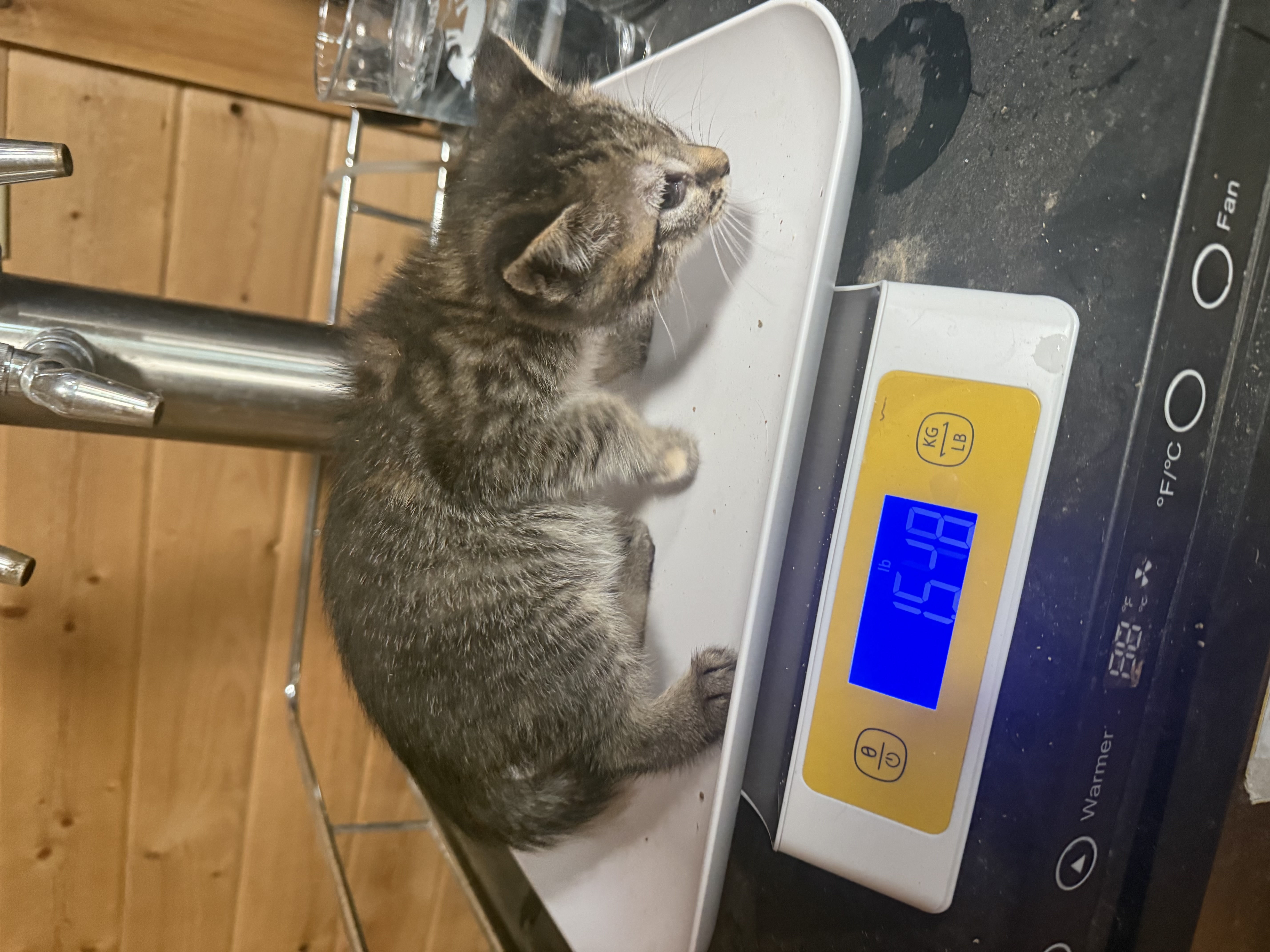 A baby small-sized male grey and white American Shorthair cat named Spiderman for adoption