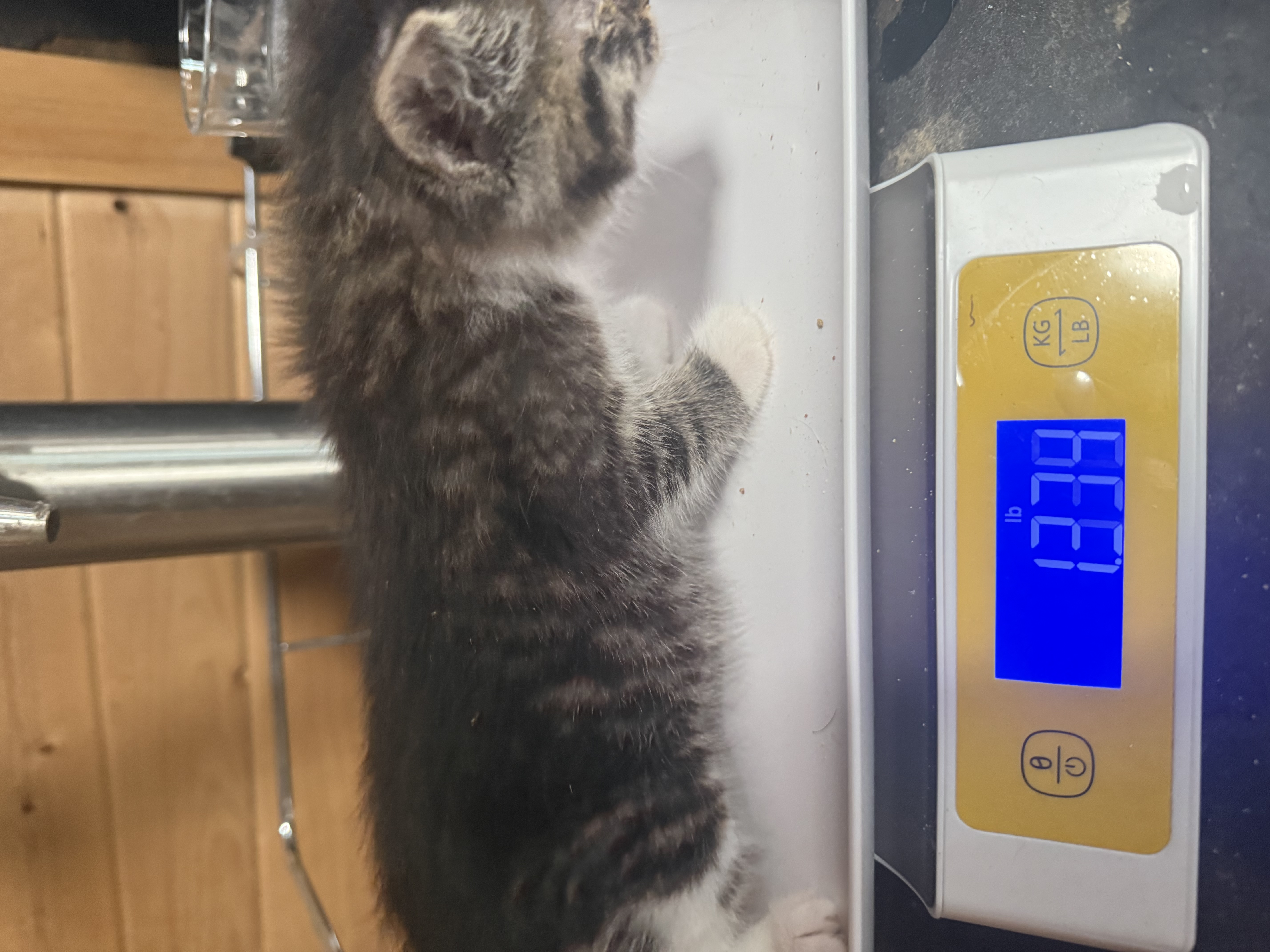 A baby small-sized female grey and white American Shorthair cat named Flash for adoption