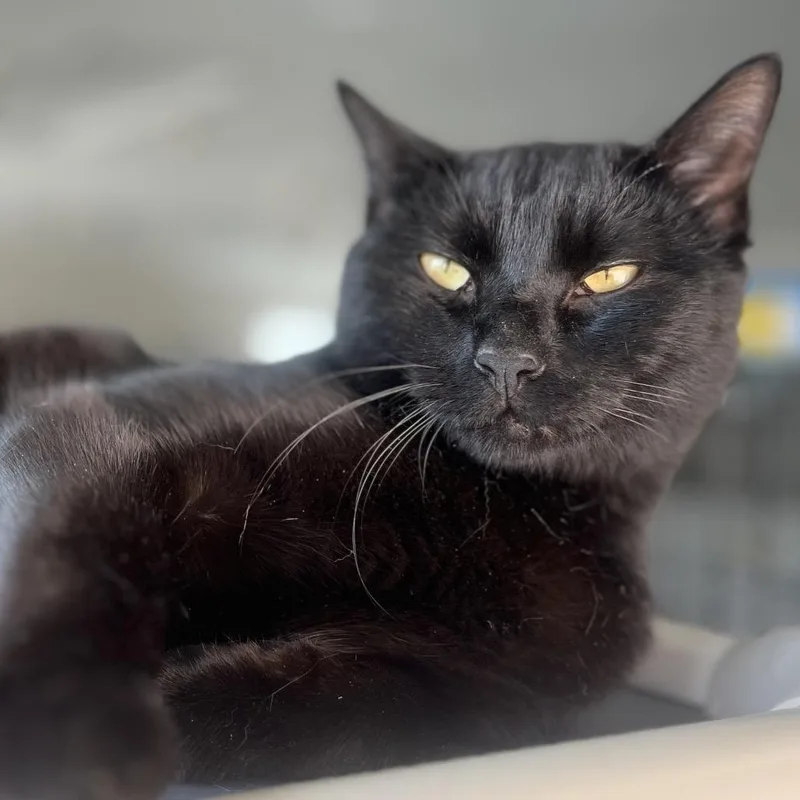 A young small-sized male Black Domestic Short Hair cat named Promenade for adoption in Durham, NC