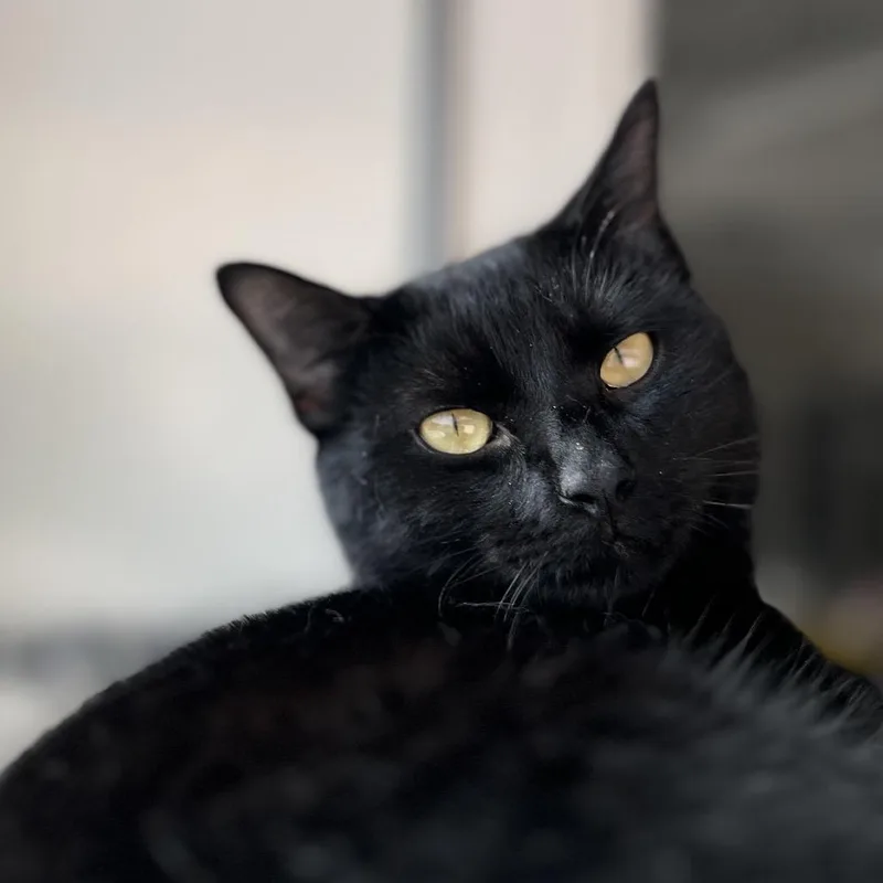 Promenade thumbnail 3