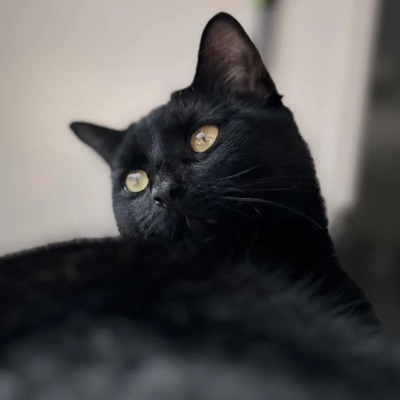 Promenade thumbnail 5