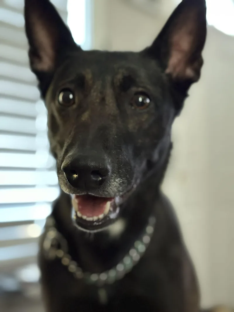 A young medium-sized female black Belgian Shepherd / Malinois dog named Akira for adoption