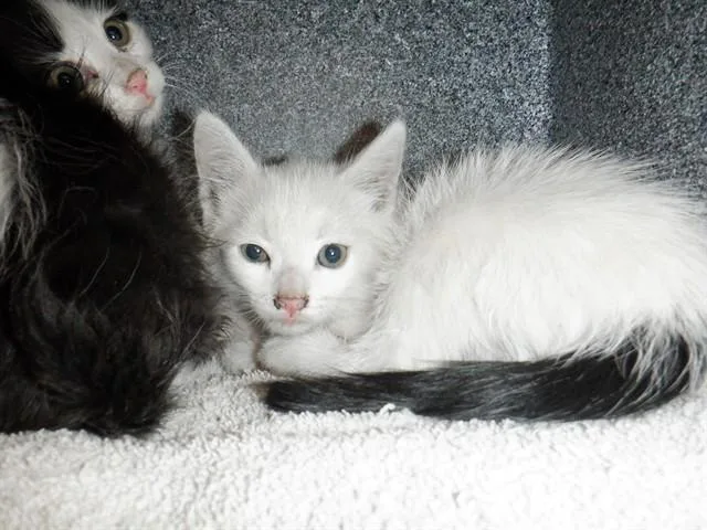 A baby small-sized male Domestic Short Hair cat named Zach for adoption in San Jose, CA