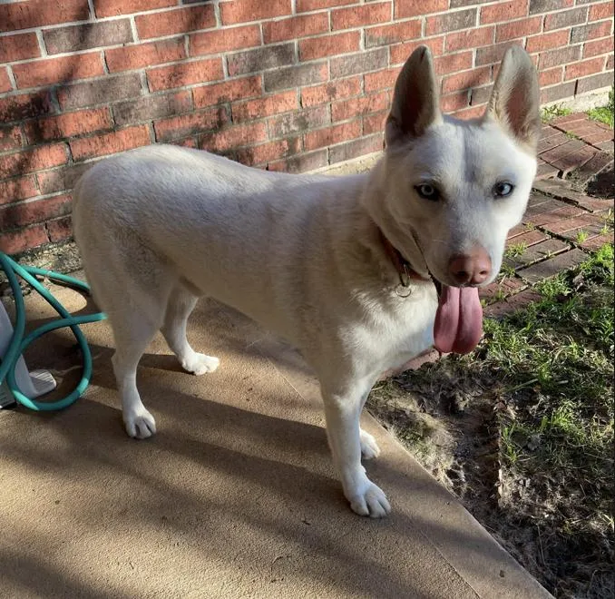 A young medium-sized male Husky dog named Salt for adoption in Longview, TX