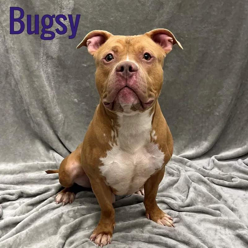 An adult medium-sized male Pit Bull Terrier dog named Bugsy for adoption in Pleasantville, NJ