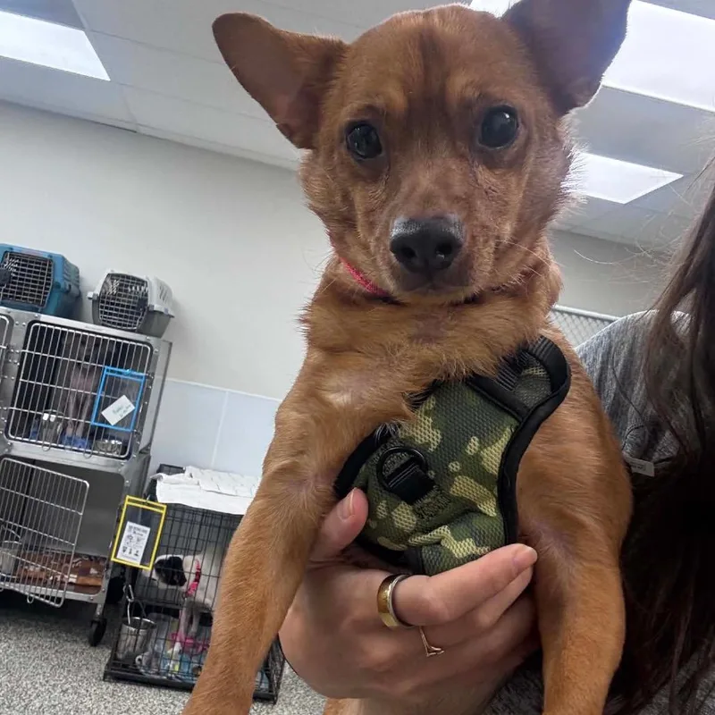 An adult small-sized male Red / Chestnut / Orange Mixed Breed dog named Pewe for adoption in Fredericksburg, VA