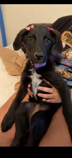 A baby large-sized female Labrador Retriever dog named Black Puppy for adoption in Austin, TX
