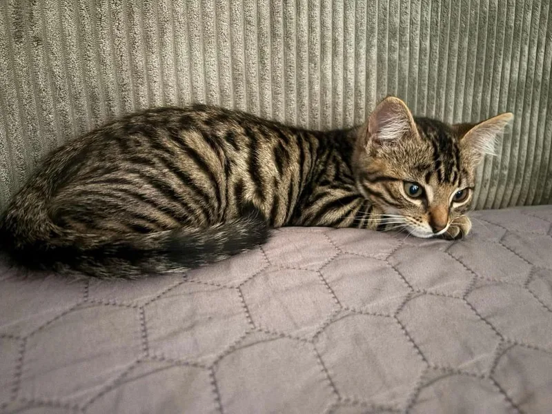 A baby small-sized male Domestic Short Hair cat named Charlie for adoption in Calimesa, CA