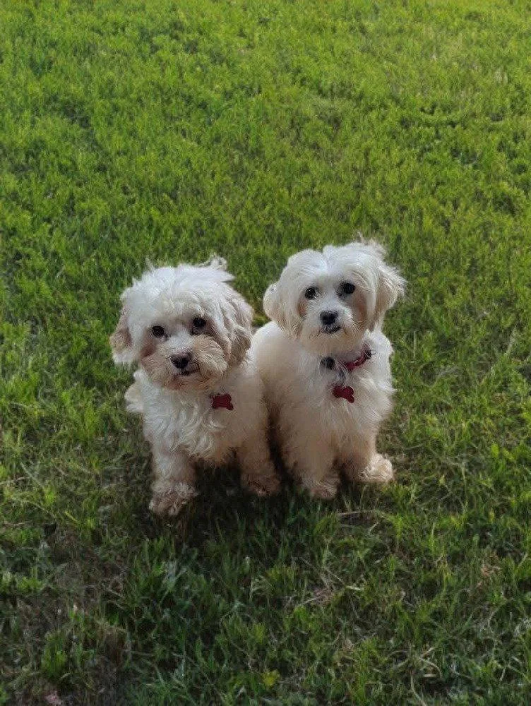 A young medium-sized female Maltese dog named Lila for adoption in Caldwell, NJ