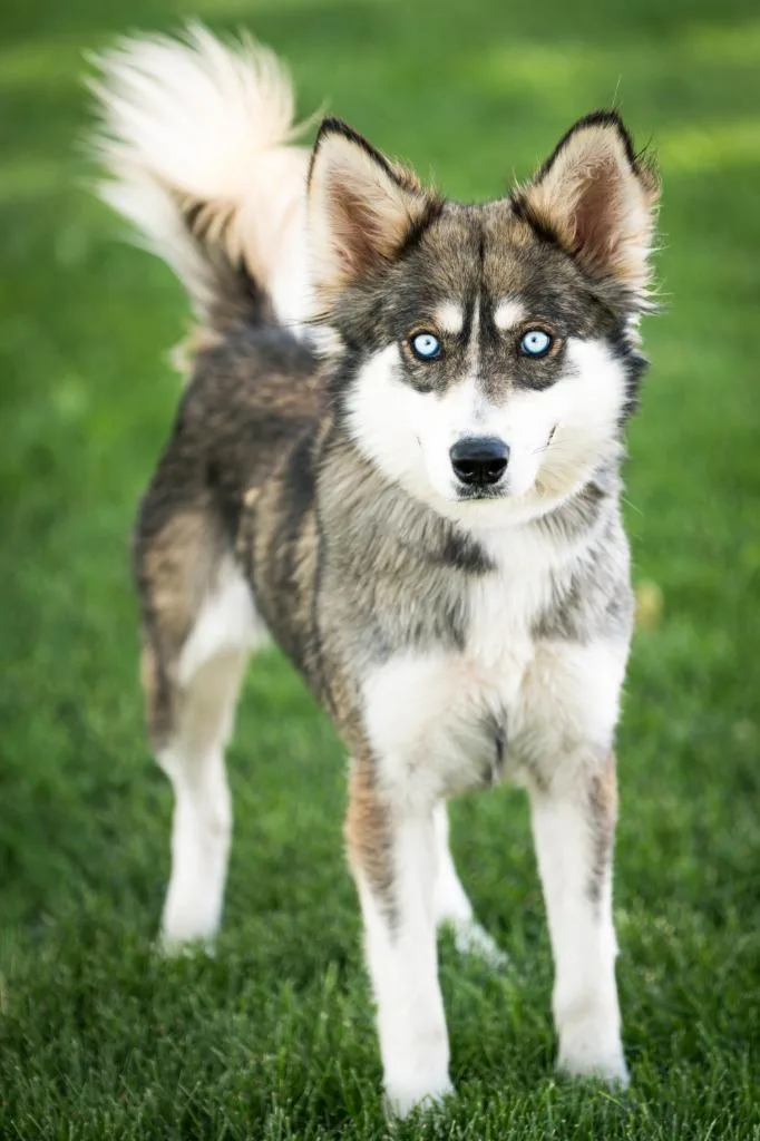 A young medium-sized female Husky dog named Brigitta Mac Bridge for adoption in Fort Lupton, CO