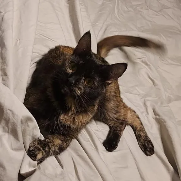 Anita