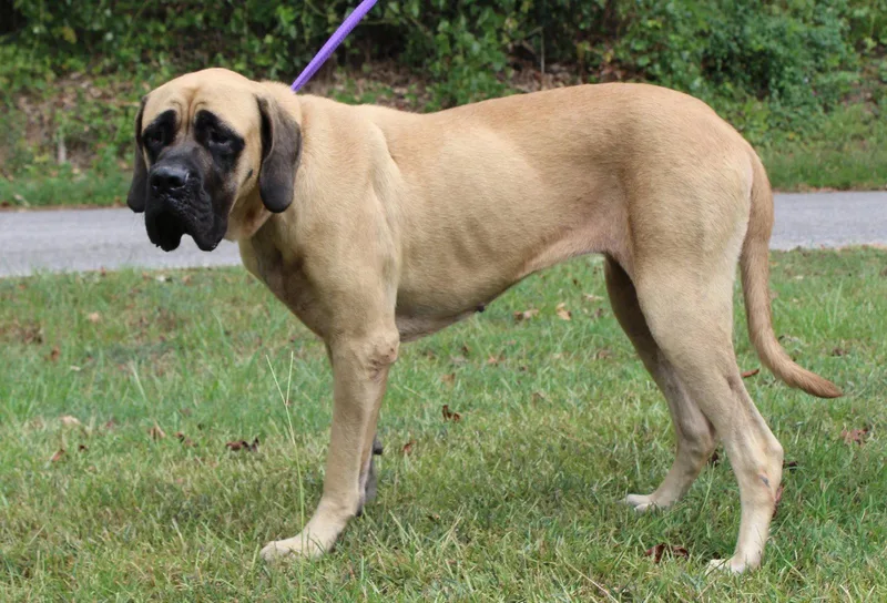An adult extra large-sized female Mastiff dog named Dolly for adoption in Prattville, AL