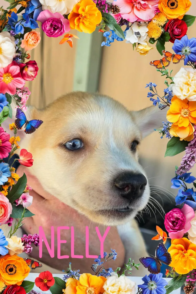 A baby small-sized female Chihuahua dog named Nelly for adoption in Eugene, OR
