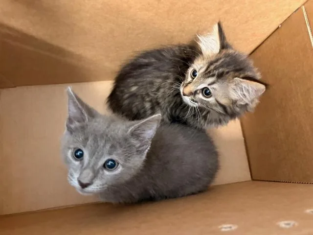 A baby small-sized male Domestic Short Hair cat named Mist for adoption in Tustin, CA