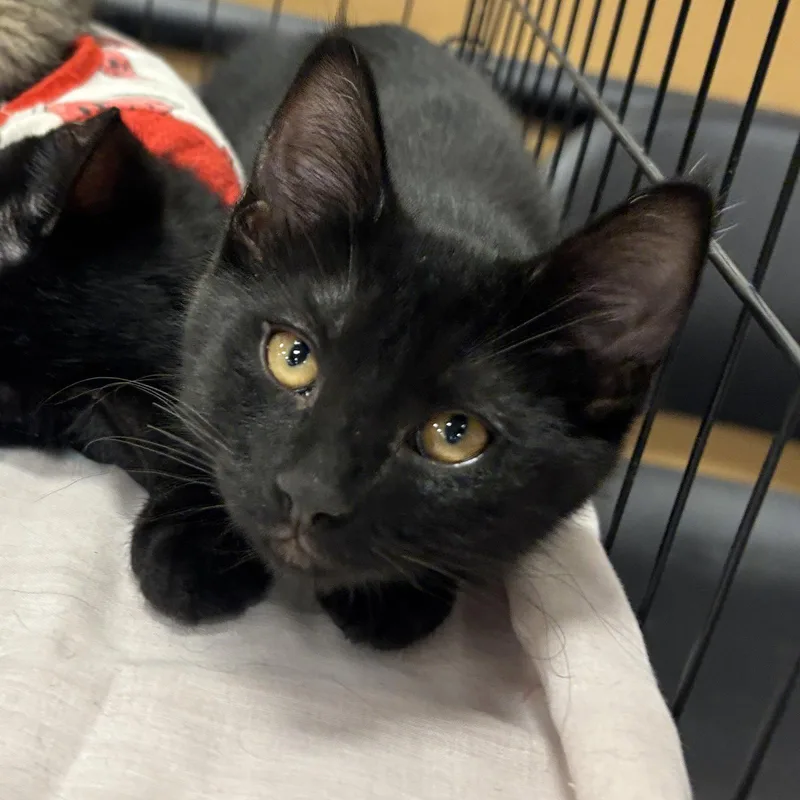 A baby medium-sized male Black Domestic Short Hair cat named Mitten for adoption in Sonora, CA