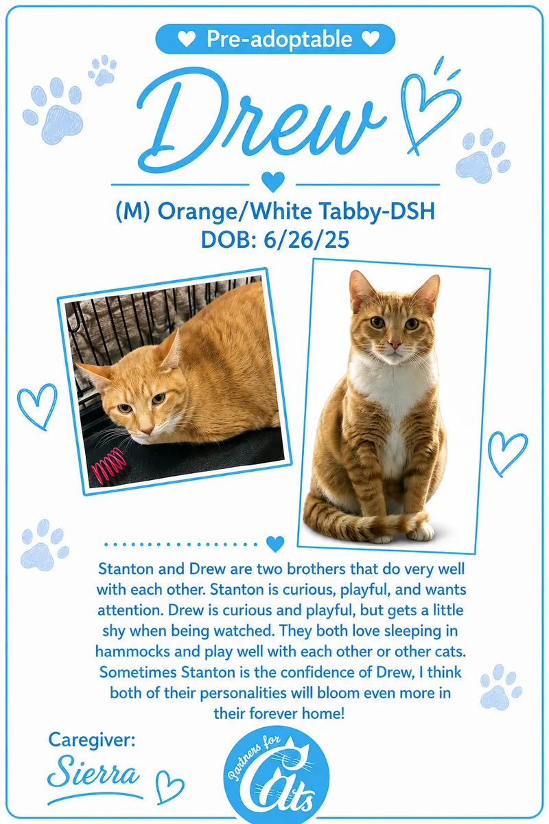 A young medium-sized male Orange & White Domestic Short Hair cat named Drew for adoption