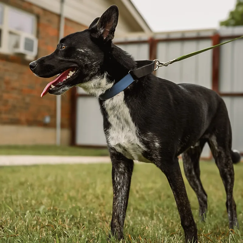 A young medium-sized male Black Australian Cattle Dog / Blue Heeler dog named Ozzy for adoption