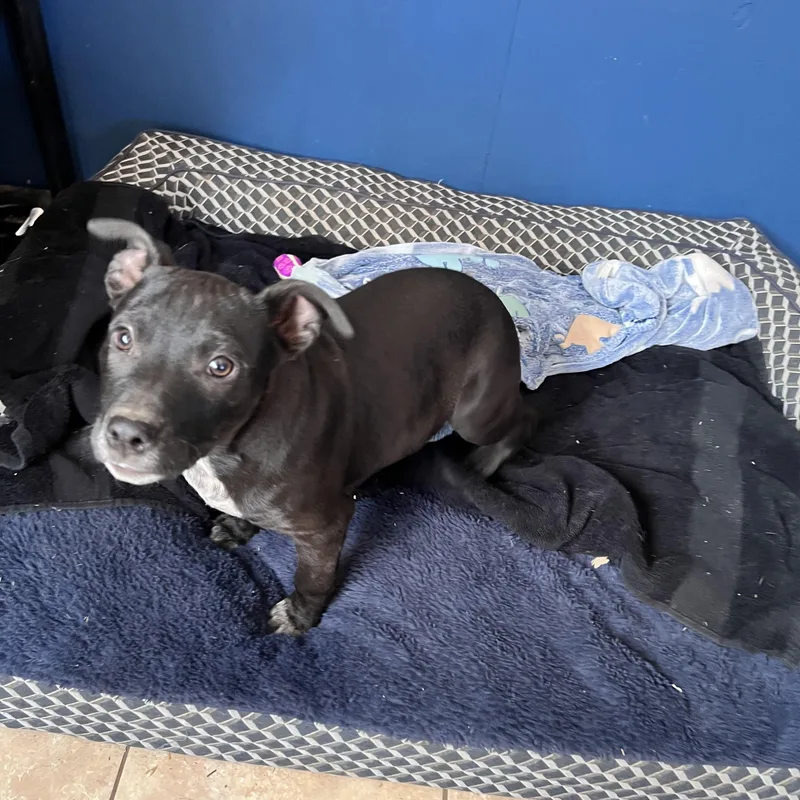 Nugget Cheese thumbnail 2