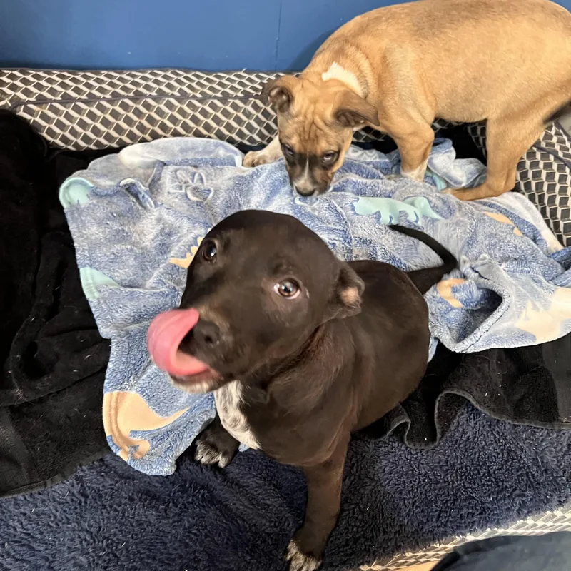 Nugget Cheese thumbnail 3