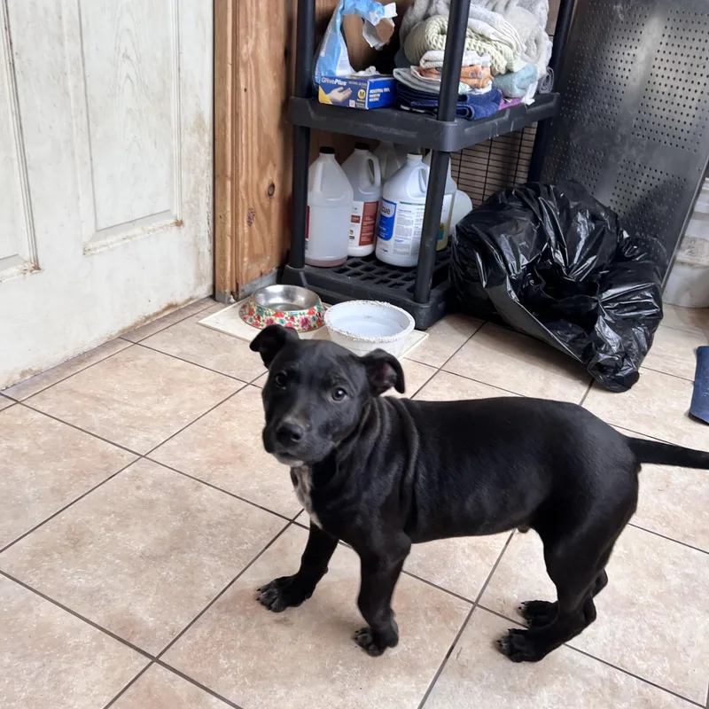 Nugget Cheese thumbnail 4