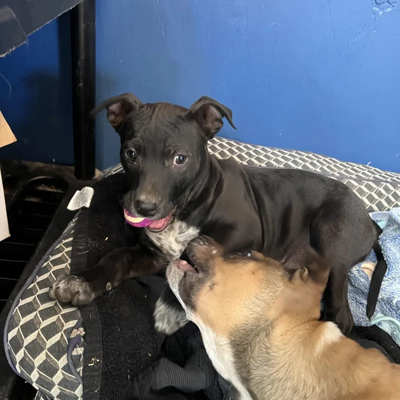 Nugget Cheese thumbnail 5