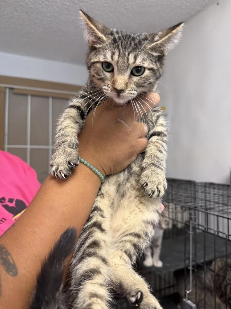 A young small-sized male Brown / Chocolate Domestic Short Hair cat named Kevin for adoption in Ontario, CA
