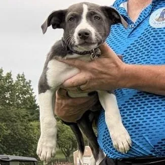 Nova