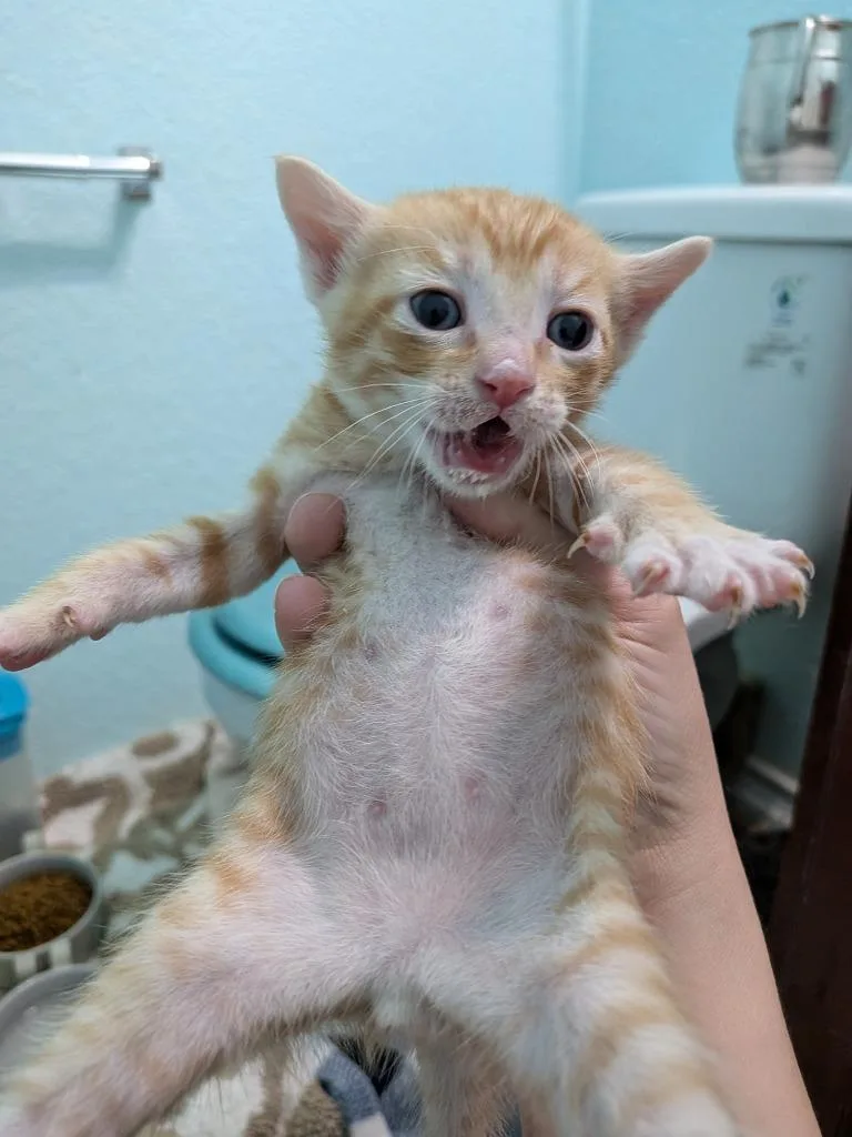 A baby medium-sized male Tabby cat named Acanthus for adoption in San Antonio, TX