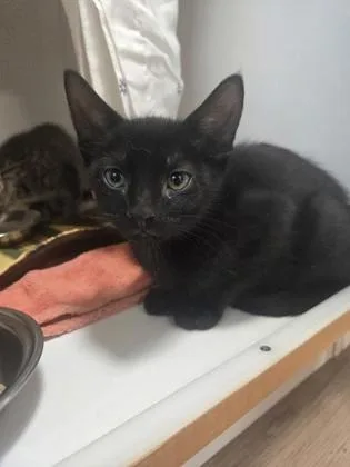 A baby small-sized male Domestic Short Hair cat named Robb for adoption in Savannah, GA