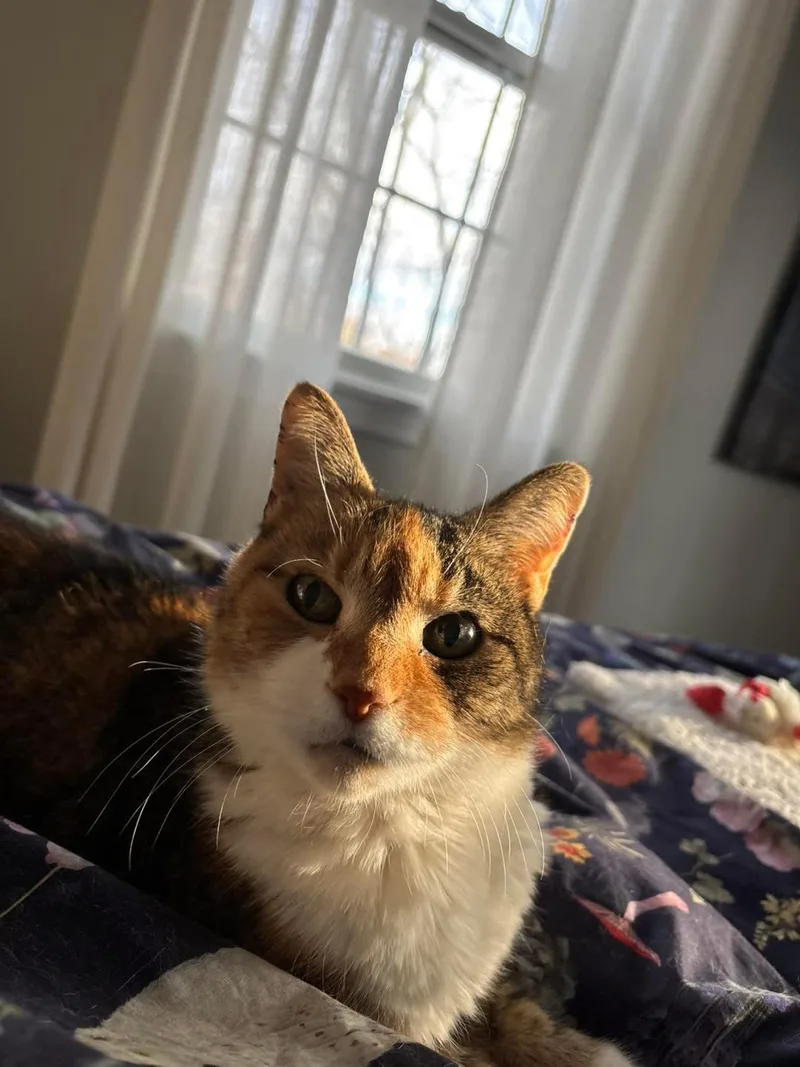 DaisyCake thumbnail 3