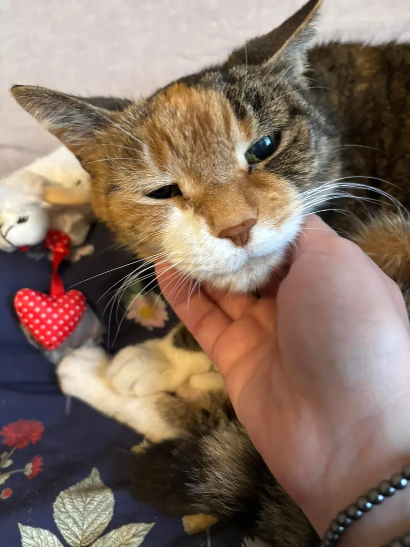 A senior small-sized female calico Domestic Short Hair cat named DaisyCake for adoption
