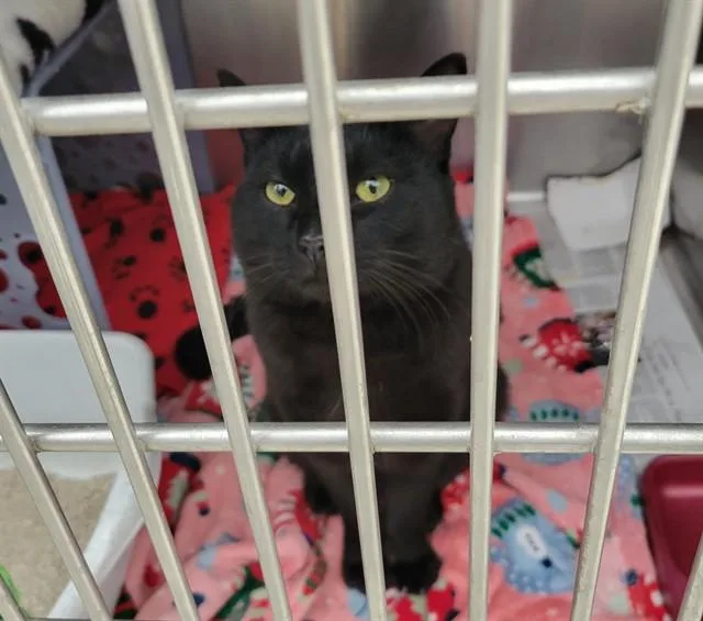 A young medium-sized male Domestic Short Hair cat named Scooter for adoption in Anchorage, AK