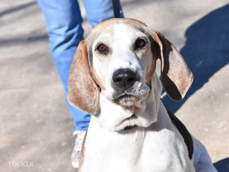 An adult large-sized male American Foxhound dog named Tucker for adoption in Conroe, TX
