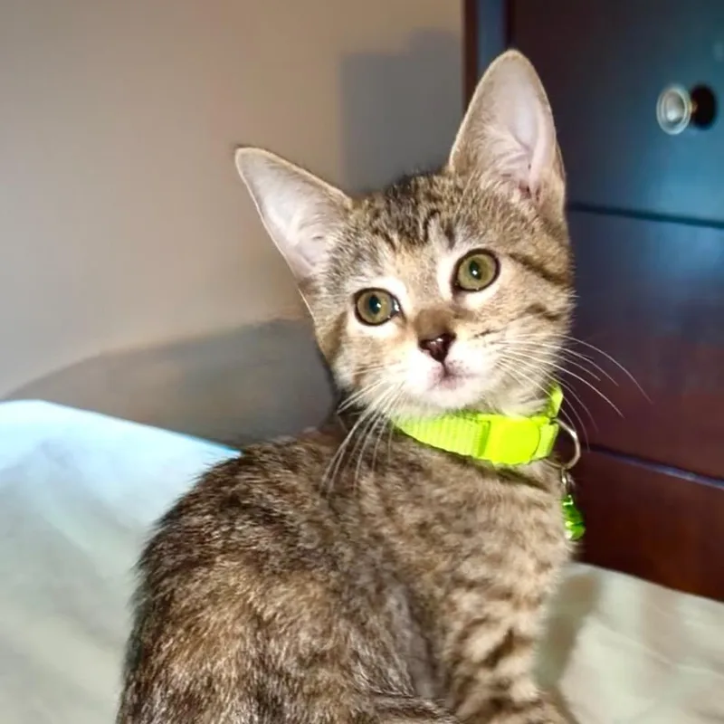 Pepper